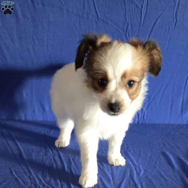 Eddie, Papillon Puppy