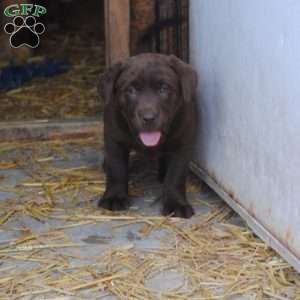 John, Chocolate Labrador Retriever Puppy