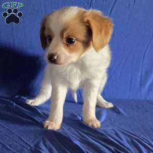Denver, Papillon Puppy