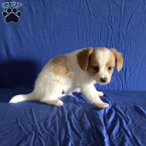 Denver, Papillon Puppy