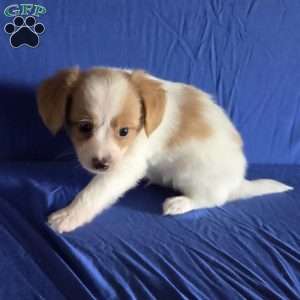 Denver, Papillon Puppy