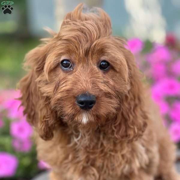 Reese, Cavapoo Puppy