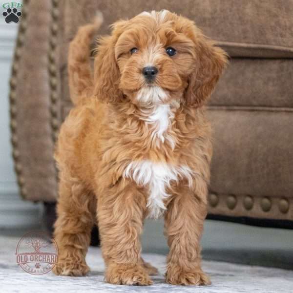 Charlie, Cavapoo Puppy