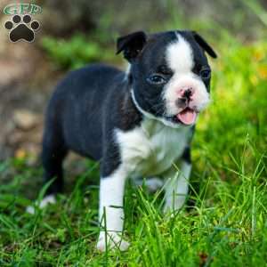 Pippy, Boston Terrier Puppy