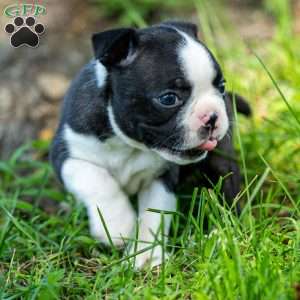 Pippy, Boston Terrier Puppy