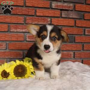Surf, Pembroke Welsh Corgi Puppy