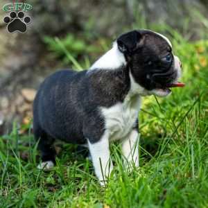 Pippy, Boston Terrier Puppy