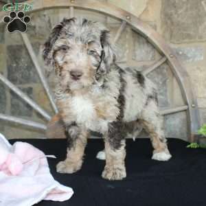Jenny, Mini Labradoodle Puppy