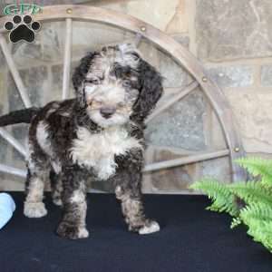 Johnny, Mini Labradoodle Puppy