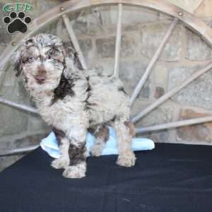 Jerry, Mini Labradoodle Puppy