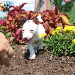 Sheila, Jack Russell Terrier Puppy