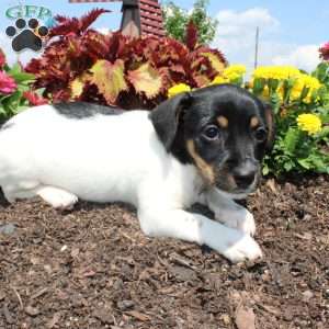 Cutie, Jack Russell Terrier Puppy