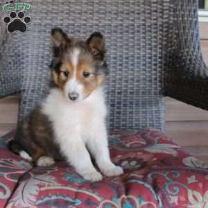 Lyle, Sheltie Puppy