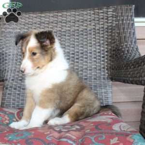 Landis, Sheltie Puppy