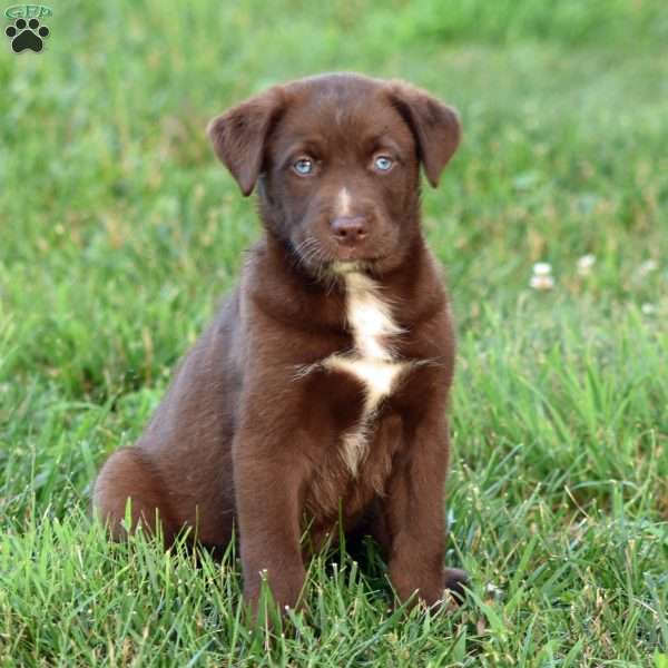 Calgary, Labrador Mix Puppy