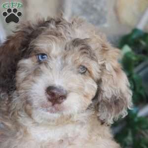 Sunset, Mini Labradoodle Puppy