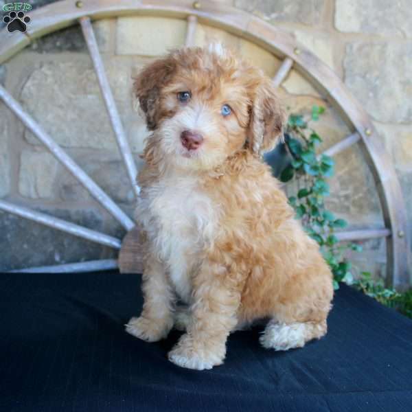 Sorbet, Mini Labradoodle Puppy