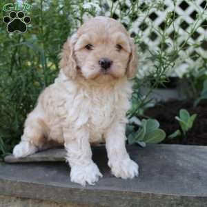 Paul, Cockapoo Puppy