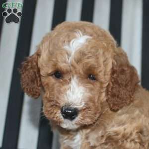 Faye, Mini Goldendoodle Puppy