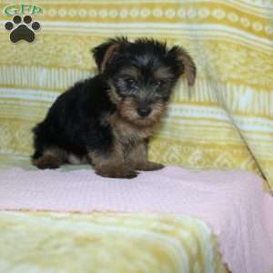 Debbie, Yorkie Puppy