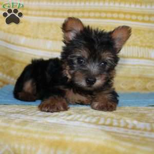 Dickie, Yorkie Puppy
