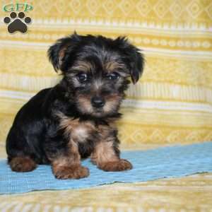 Dallus, Yorkie Puppy