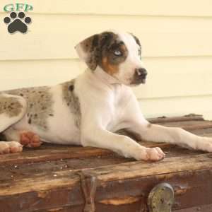 Rachel, Doberman Mix Puppy