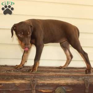 Rebecca, Doberman Mix Puppy