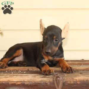 Sunshine, Doberman Pinscher Puppy