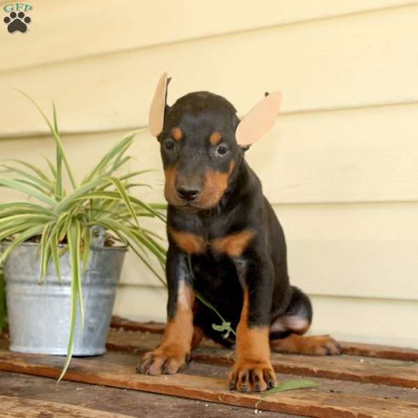 Stormy, Doberman Pinscher Puppy