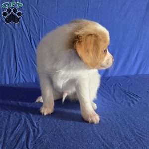 Denver, Papillon Puppy