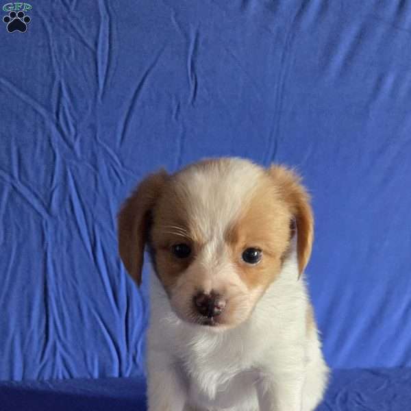 Denver, Papillon Puppy
