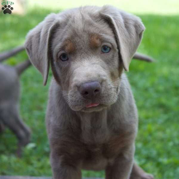 Mac, Silver Labrador Retriever Puppy
