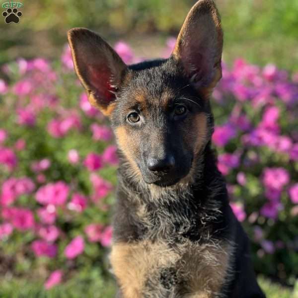 Renee, German Shepherd Puppy