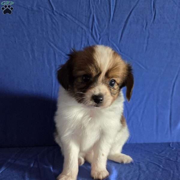 Drew, Papillon Puppy