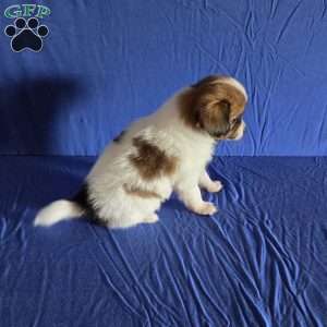 Dirk, Papillon Puppy