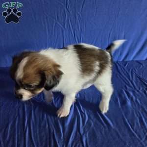 Drew, Papillon Puppy
