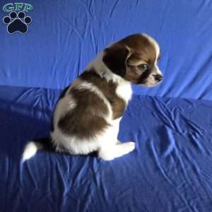 Drew, Papillon Puppy