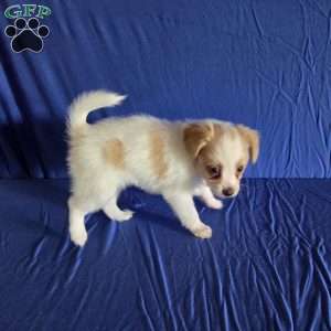 Dewey, Papillon Puppy