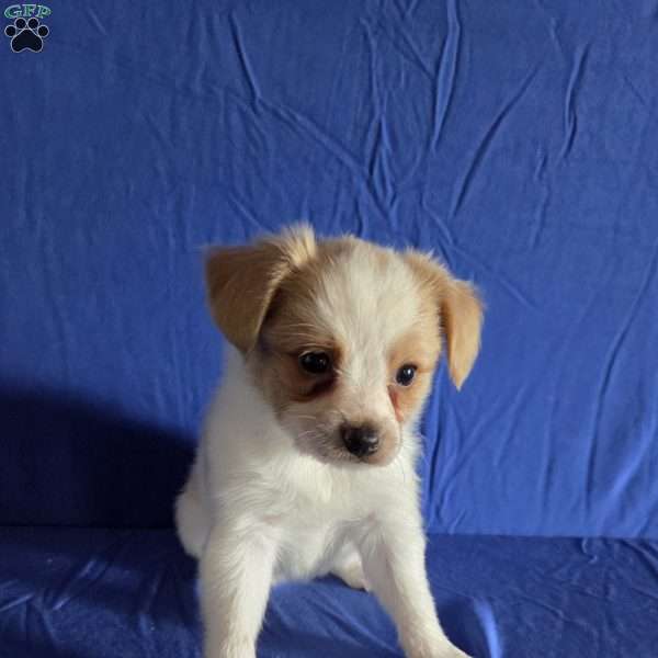 Dewey, Papillon Puppy
