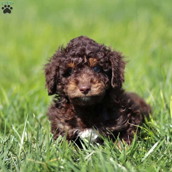 Lando, Cavapoo Puppy