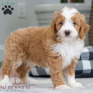 Beverly, Mini Bernedoodle Puppy