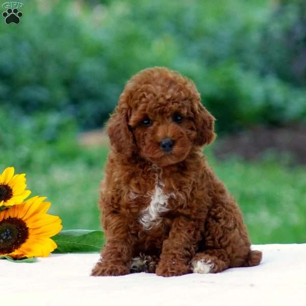 Blake, Miniature Poodle Puppy