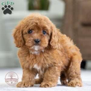 Ellie, Cavapoo Puppy