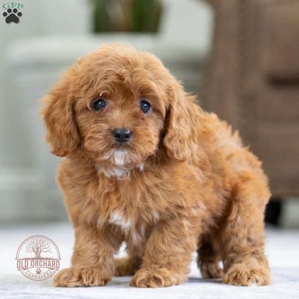 Ellie, Cavapoo Puppy