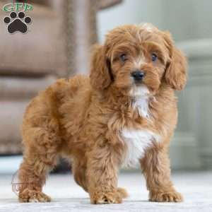 Charlie, Cavapoo Puppy
