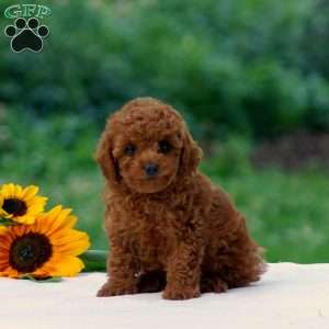 Brittany, Miniature Poodle Puppy