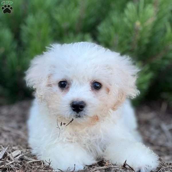 Cotton, Bich-Poo Puppy