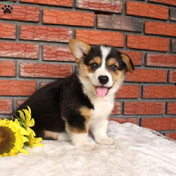 Surf, Pembroke Welsh Corgi Puppy
