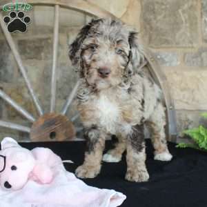 Jenny, Mini Labradoodle Puppy